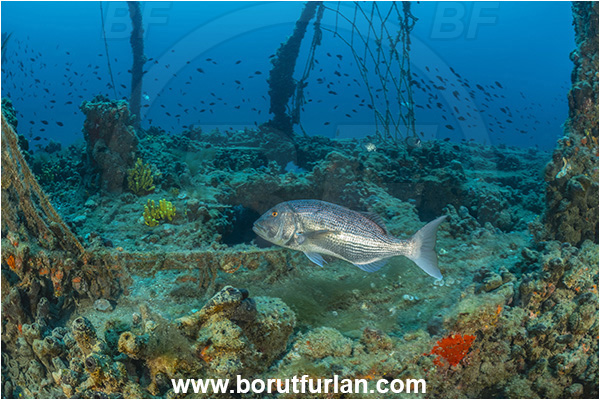 Pula, Istria, Croatia, Adriatic sea, Mediterranean sea, Wreck Baron Gautsch, Baron Gautsch, Wreck, Dentex dentex, Dentex, Sparidae, Common dentex, Bream, Fish