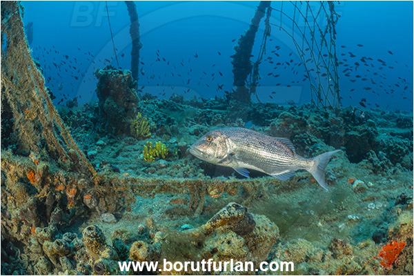 Pula, Istria, Croatia, Adriatic sea, Mediterranean sea, Wreck Baron Gautsch, Baron Gautsch, Wreck, Dentex dentex, Dentex, Sparidae, Common dentex, Bream, Fish