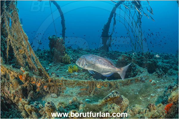 Pula, Istria, Croatia, Adriatic sea, Mediterranean sea, Wreck Baron Gautsch, Baron Gautsch, Wreck, Dentex dentex, Dentex, Sparidae, Common dentex, Bream, Fish