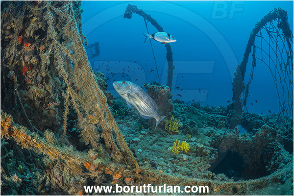 Pula, Istria, Croatia, Adriatic sea, Mediterranean sea, Wreck Baron Gautsch, Baron Gautsch, Wreck, Dentex dentex, Dentex, Sparidae, Common dentex, Bream, Fish