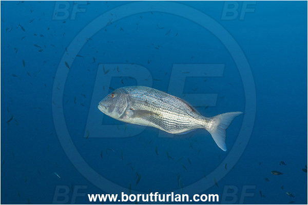 Pula, Istria, Croatia, Adriatic sea, Mediterranean sea, Dentex dentex, Dentex, Sparidae, Common dentex, Bream, Fish