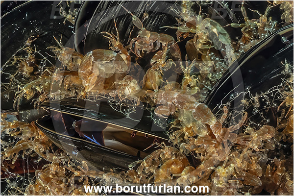 Pula, Istria, Croatia, Adriatic sea, Mediterranean sea, Pariambus typicus, Pariambus, Caprellidae, Amphipoda, Crustacea, Crustacean, Skeleton shrimp