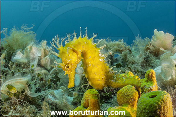Brioni islands, Istria, Croatia, Adriatic sea, Mediterranean sea, Hippocampus guttulatus, Hippocampus, Syngnathidae, Long-snouted seahorse, Seahorse, Fish