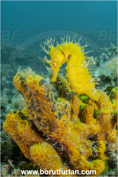 Brioni islands, Istria, Croatia, Adriatic sea, Mediterranean sea, Hippocampus guttulatus, Hippocampus, Syngnathidae, Long-snouted seahorse, Seahorse, Fish