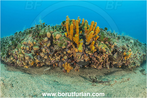 Istria, Croatia, Adriatic sea, Mediterranean sea, Aplysina aerophoba, Aplysina, Aplysinidae, Yellow Tube Sponge, Golden Sponge, Sponge, Porifera, Reef