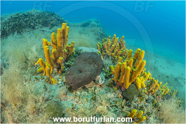 Istria, Croatia, Adriatic sea, Mediterranean sea, Aplysina aerophoba, Aplysina, Aplysinidae, Yellow Tube Sponge, Golden Sponge, Sponge, Porifera, Reef, Hippospongia communis, Hippospongia, Spongiidae, Honeycomb bath sponge