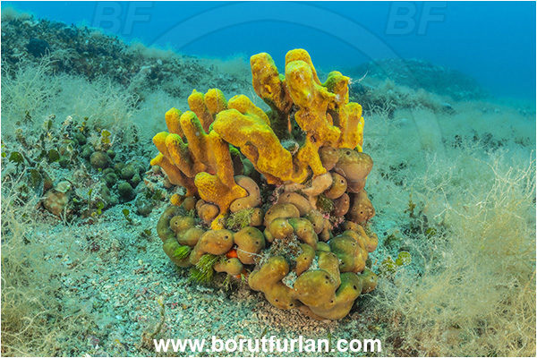 Istria, Croatia, Adriatic sea, Mediterranean sea, Aplysina aerophoba, Aplysina, Aplysinidae, Yellow Tube Sponge, Golden Sponge, Sponge, Porifera, Reef, Chondrilla nucula, Chondrilla, Chondrillidae, Chicken-liver sponge