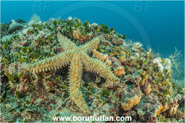 Istria, Croatia, Adriatic sea, Mediterranean sea, Marthasterias glacialis, Marthasterias, Asteriidae, Spiny starfish, Strafish, Asteroidea, Echinodermata, Echinoderm, Reef