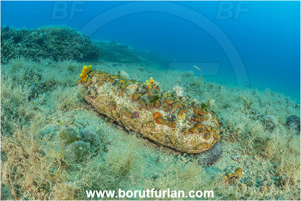 Istria, Croatia, Adriatic sea, Mediterranean sea, Reef, Grenade, Chondrilla nucula, Chondrilla, Chondrillidae, Chicken-liver sponge, Sponge, Porifera