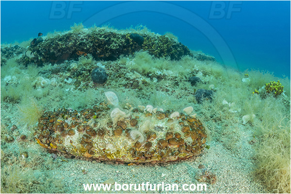 Istria, Croatia, Adriatic sea, Mediterranean sea, Reef, Grenade, Chondrilla nucula, Chondrilla, Chondrillidae, Chicken-liver sponge, Sponge, Porifera