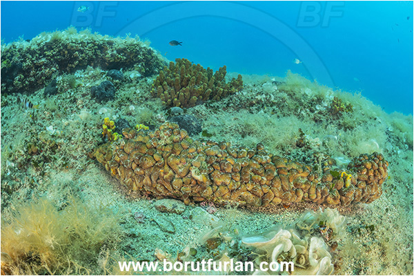 Istria, Croatia, Adriatic sea, Mediterranean sea, Reef, Grenade, Chondrilla nucula, Chondrilla, Chondrillidae, Chicken-liver sponge, Sponge, Porifera