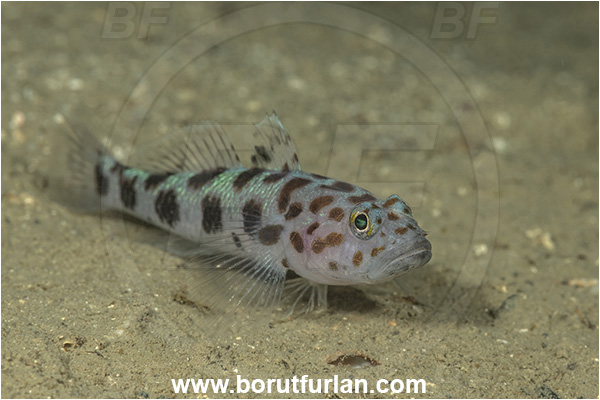 Island Cres, Croatia, Adriatic sea, Mediterranean sea, Thorogobius ephippiatus, Thorogobius, Gobiidae, Leopard-spotted goby, Goby, Fish