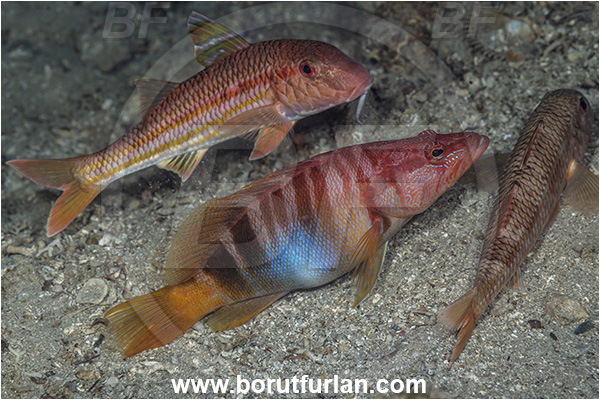 Island Cres, Croatia, Adriatic sea, Mediterranean sea, Serranus scriba, Serranus, Serranidae, Painted comber, Mullus surmuletus, Mullus, Mullidae, Striped red mullet, Mullet, Goatfish, Fish