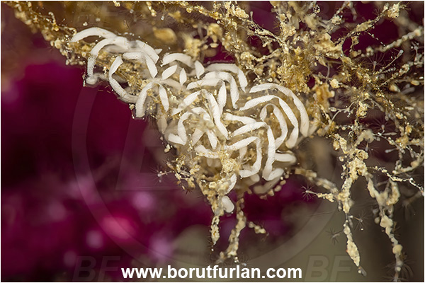 Island Cres, Croatia, Adriatic sea, Mediterranean sea, Eggs, Nudibranch eggs, Sea snail eggs, Gastropoda, Mollusca