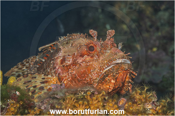 Island Cres, Croatia, Adriatic sea, Mediterranean sea, Scorpaena scrofa, Scorpaena, Scorpaenidae, Great red scorpionfish, Scorpionfish, Fish, Portrait