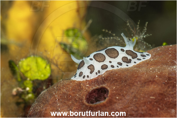Island Cres, Croatia, Adriatic sea, Mediterranean sea, Peltodoris atromaculata, Peltodoris, Discodorididae, Dotted sea slug, Nudibranch, Sea slug, Gastropoda, Mollusca