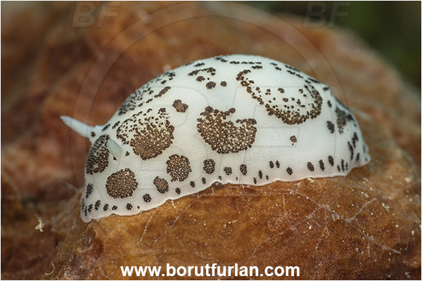 Island Cres, Croatia, Adriatic sea, Mediterranean sea, Peltodoris atromaculata, Peltodoris, Discodorididae, Dotted sea slug, Nudibranch, Sea slug, Gastropoda, Mollusca