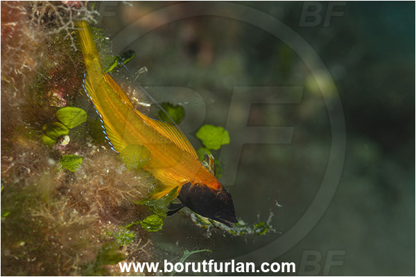 Island Cres, Croatia, Adriatic sea, Mediterranean sea, Tripterygion delaisi, Tripterygion, Tripterygiidae, Black-faced triplefin, Triplefin, Fish