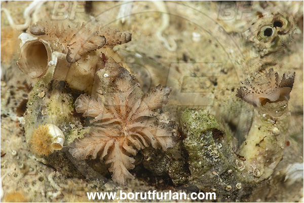 Island Cres, Croatia, Adriatic sea, Mediterranean sea, Tubulipora sp., Tubulipora, Tubuliporidae, Bryozoa, Bryozoan