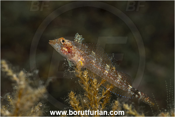 Island Cres, Croatia, Adriatic sea, Mediterranean sea, Tripterygion tripteronotum, Tripterygion, Tripterygiidae, Red-black triplefin, Triplefin, Fish