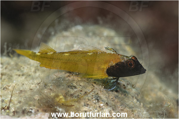 Island Cres, Croatia, Adriatic sea, Mediterranean sea, Tripterygion delaisi, Tripterygion, Tripterygiidae, Black-faced triplefin, Triplefin, Fish