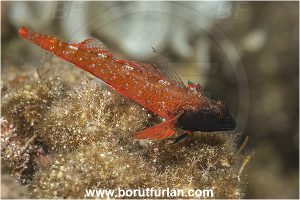 Island Cres, Croatia, Adriatic sea, Mediterranean sea, Tripterygion melanurum, Tripterygion, Tripterygiidae, Black-faced triplefin, Triplefin, Fish