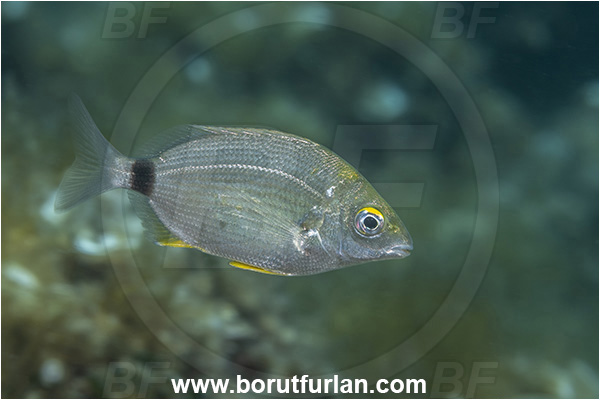 Island Cres, Croatia, Adriatic sea, Mediterranean sea, Diplodus annularis, Diplodus, Sparidae, Annular seabream, Seabream, Fish