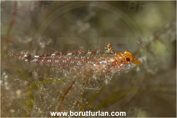 Island Cres, Croatia, Adriatic sea, Mediterranean sea, Tripterygion tripteronotum, Tripterygion, Tripterygiidae, Red-black triplefin, Triplefin, Fish