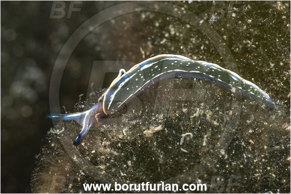 Island Cres, Croatia, Adriatic sea, Mediterranean sea, Thuridilla hopei, Thuridilla, Plakobranchidae, Hope