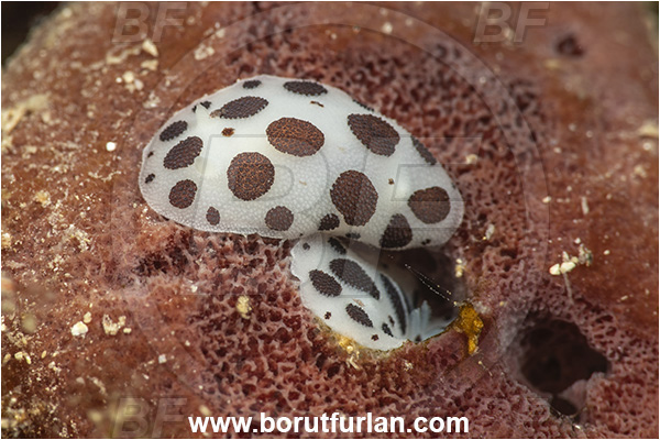 Island Cres, Croatia, Adriatic sea, Mediterranean sea, Peltodoris atromaculata, Peltodoris, Discodorididae, Dotted sea slug, Nudibranch, Sea slug, Gastropoda, Mollusca