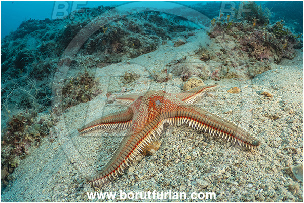 Island Rab, Croatia, Adriatic sea, Mediterranean sea, Astropecten aranciacus, Astropecten, Astropectinidae, Orange comb starfish, Strafish, Asteroidea, Echinodermata, Echinoderm, Reef