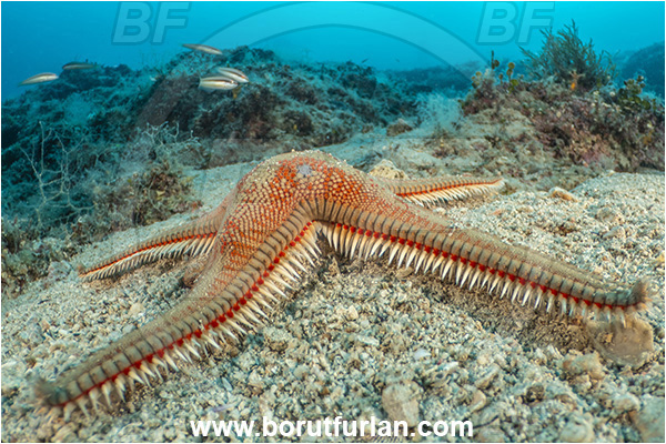 Island Rab, Croatia, Adriatic sea, Mediterranean sea, Astropecten aranciacus, Astropecten, Astropectinidae, Orange comb starfish, Strafish, Asteroidea, Echinodermata, Echinoderm, Reef