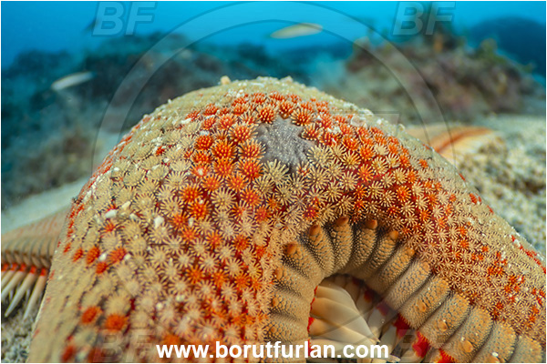 Island Rab, Croatia, Adriatic sea, Mediterranean sea, Astropecten aranciacus, Astropecten, Astropectinidae, Orange comb starfish, Strafish, Asteroidea, Echinodermata, Echinoderm