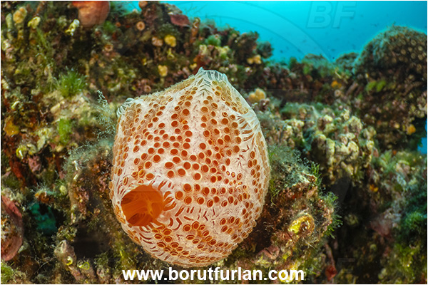 Island Rab, Croatia, Adriatic sea, Mediterranean sea, Aplidium elegans, Aplidium, Polyclinidae, Red sea squirt, Colony of Tunicates, Colonial sea squirt, Sea squirt, Ascidiacea, Tunicata, Tunicate