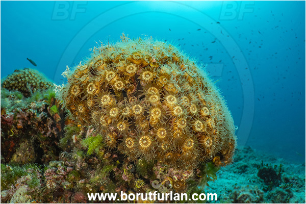 Island Rab, Croatia, Adriatic sea, Mediterranean sea, Cladocora caespitosa, Cladocora, Family: Scleractinia incertae sedis, Mediterranean pillow coral, Coral, Anthozoa, Cnidaria, Cnidarian, Reef