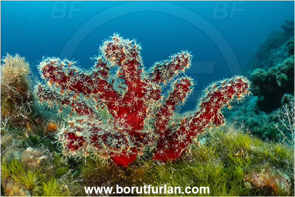Island Rab, Croatia, Adriatic sea, Mediterranean sea, Alcyonium palmatum, Alcyonium, Alcyoniidae, Dead man