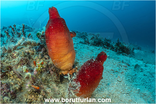 Island Rab, Croatia, Adriatic sea, Mediterranean sea, Halocynthia papillosa, Halocynthia, Pyuridae, Red sea squirt, Sea squirt, Ascidiacea, Tunicata, Tunicate