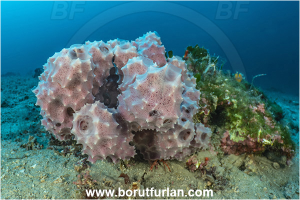Island Rab, Croatia, Adriatic sea, Mediterranean sea, Dysidea fragilis, Dysidea, Dysideidae, Brittle horny sponge, Sponge, Porifera, Reef