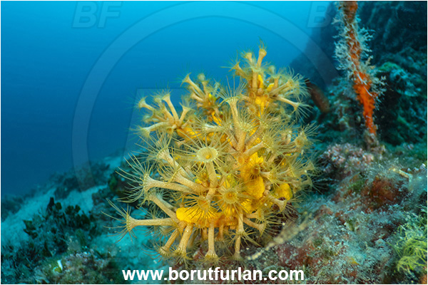Island Rab, Croatia, Adriatic sea, Mediterranean sea, Parazoanthus axinellae, Parazoanthus, Parazoanthidae, Yellow cluster anemone, Anemone, Anthozoa, Cnidaria, Cnidarian, Reef