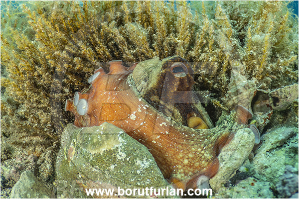 Island Rab, Croatia, Adriatic sea, Mediterranean sea, Octopus vulgaris, Octopus, Octopodidae, Common octopus, Cephalopoda, Mollusca, Mollusc