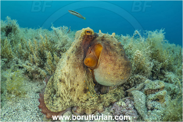 Island Rab, Croatia, Adriatic sea, Mediterranean sea, Octopus vulgaris, Octopus, Octopodidae, Common octopus, Cephalopoda, Mollusca, Mollusc