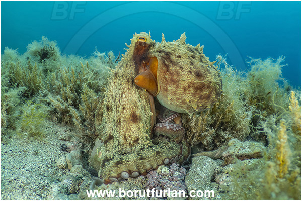 Island Rab, Croatia, Adriatic sea, Mediterranean sea, Octopus vulgaris, Octopus, Octopodidae, Common octopus, Cephalopoda, Mollusca, Mollusc