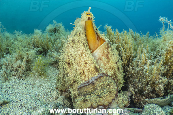 Island Rab, Croatia, Adriatic sea, Mediterranean sea, Octopus vulgaris, Octopus, Octopodidae, Common octopus, Cephalopoda, Mollusca, Mollusc