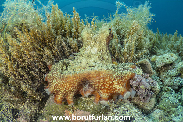 Island Rab, Croatia, Adriatic sea, Mediterranean sea, Octopus vulgaris, Octopus, Octopodidae, Common octopus, Cephalopoda, Mollusca, Mollusc