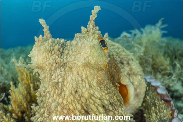 Island Rab, Croatia, Adriatic sea, Mediterranean sea, Octopus vulgaris, Octopus, Octopodidae, Common octopus, Cephalopoda, Mollusca, Mollusc