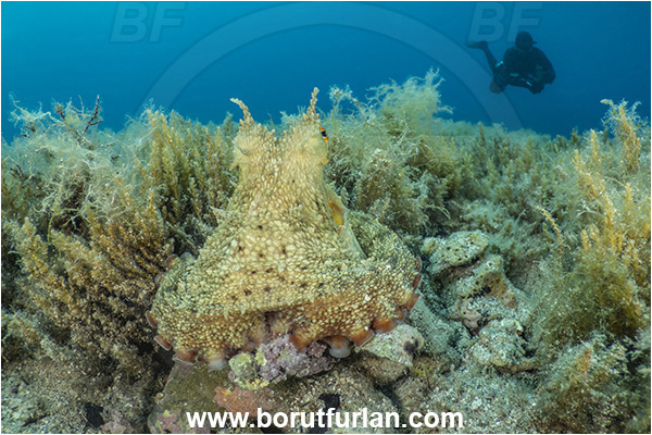 Island Rab, Croatia, Adriatic sea, Mediterranean sea, Octopus vulgaris, Octopus, Octopodidae, Common octopus, Cephalopoda, Mollusca, Mollusc, Diver