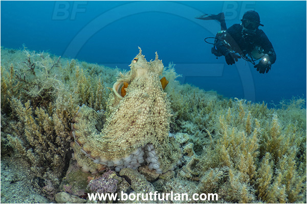Island Rab, Croatia, Adriatic sea, Mediterranean sea, Octopus vulgaris, Octopus, Octopodidae, Common octopus, Cephalopoda, Mollusca, Mollusc, Diver