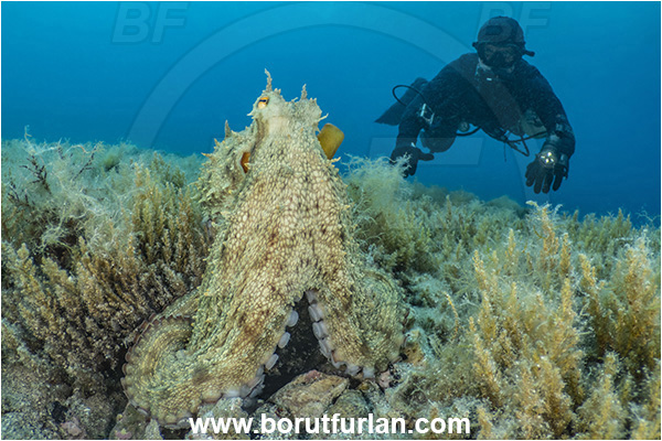 Island Rab, Croatia, Adriatic sea, Mediterranean sea, Octopus vulgaris, Octopus, Octopodidae, Common octopus, Cephalopoda, Mollusca, Mollusc, Diver