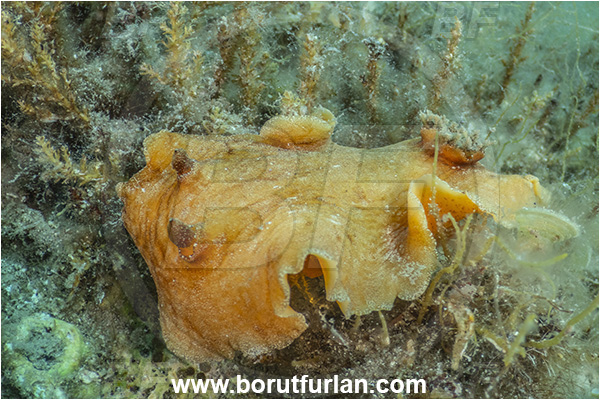 Island Rab, Croatia, Adriatic sea, Mediterranean sea, Platydoris argo, Platydoris, Discodorididae, Redbrown leathery doris, Nudibranch, Sea slug, Gastropoda, Mollusca