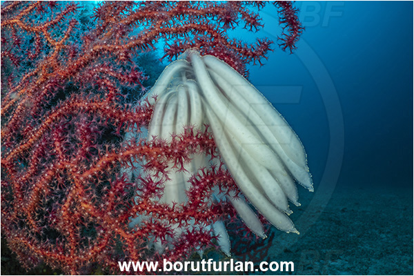 Island Grgur, Croatia, Adriatic sea, Mediterranean sea, Paramuricea clavata, Paramuricea, Plexauridae, Mediterranean gorgonian, Red gorgonian, Sea fan, Coral, Cnidaria, Cnidarian, Squid eggs, Eggs, Squid, Cephalopoda, Mollusca, Mollusc